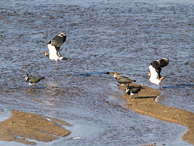 17009_0.jpg  : 113 KB