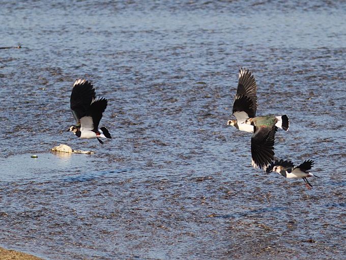 17009_1.jpg  : 108 KB