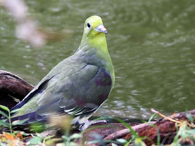 17010_0.jpg  : 68 KB