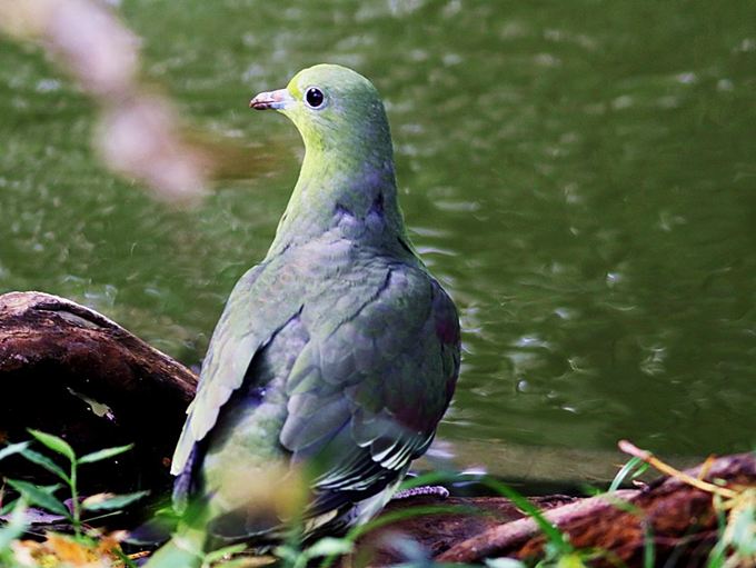 17010_1.jpg  : 68 KB