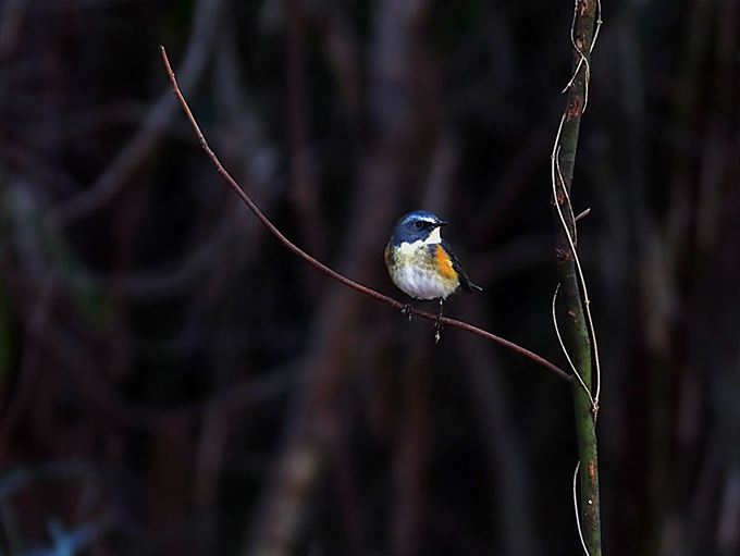 17012_1.jpg  : 38 KB