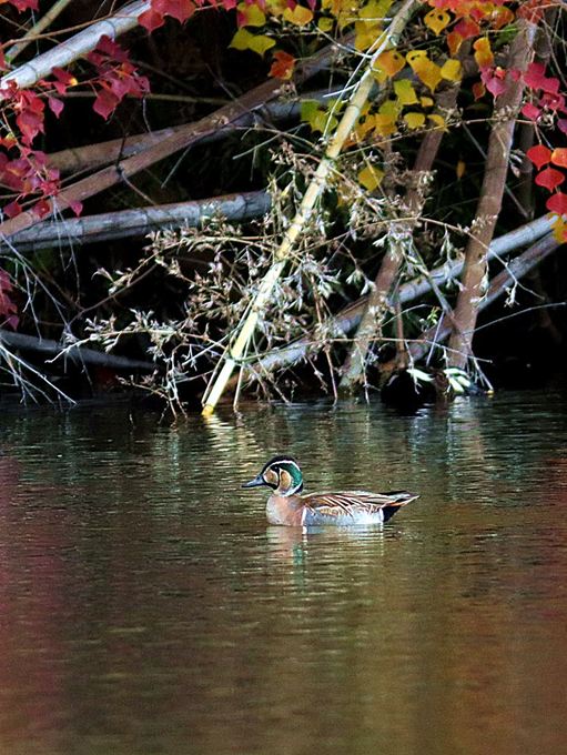 17017_0.jpg  : 104 KB