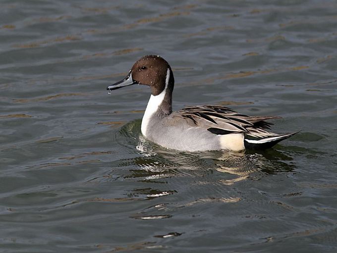 17017_1.jpg  : 61 KB