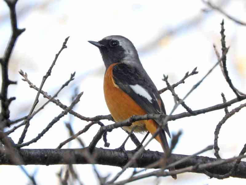 17020_0.jpg  : 27 KB