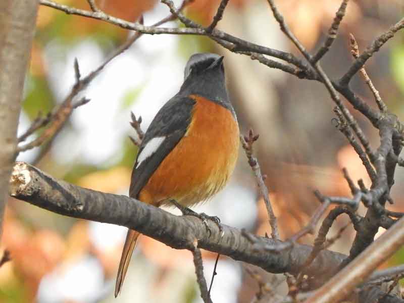 17020_1.jpg  : 28 KB