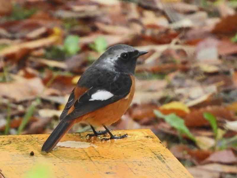 17020_2.jpg  : 26 KB