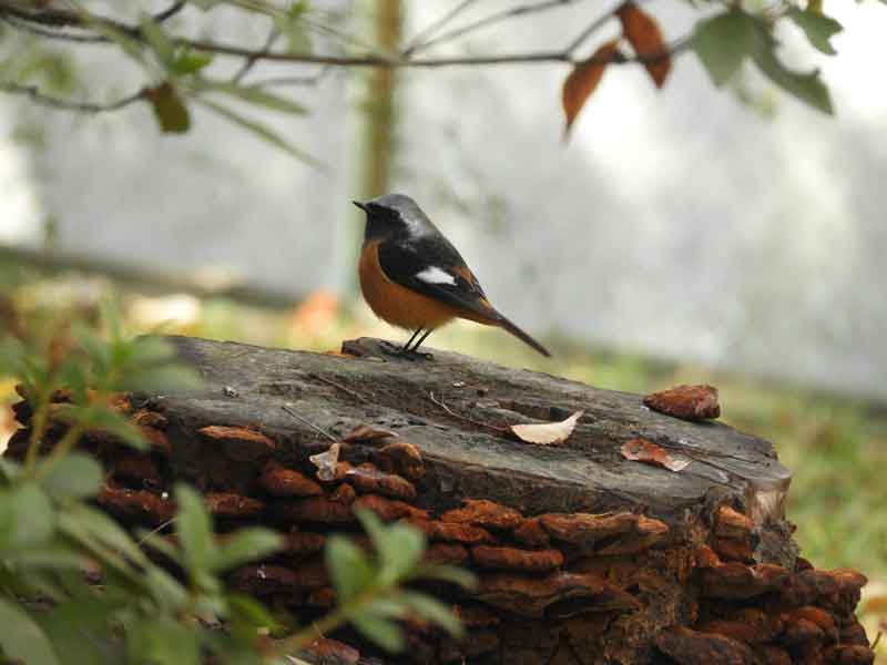 17020_3.jpg  : 26 KB