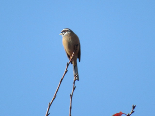 17021_1.jpg  : 70 KB