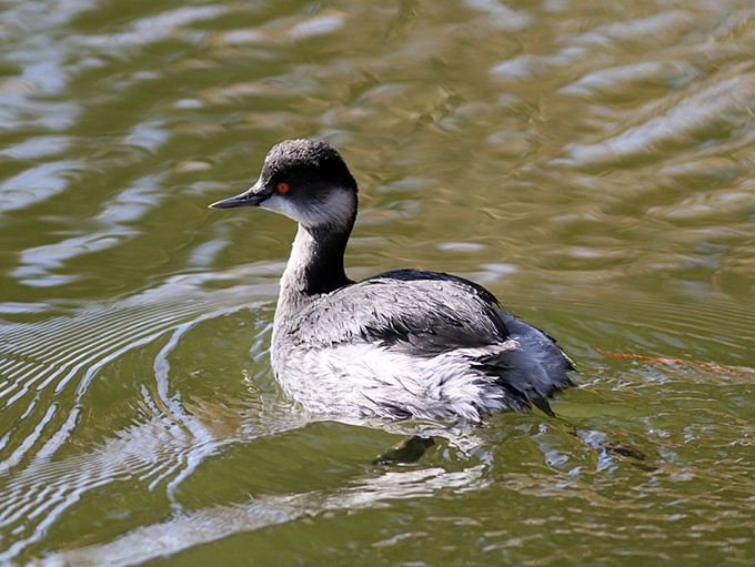 17031_0.jpg  : 80 KB