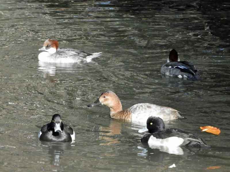 17036_1.jpg  : 36 KB