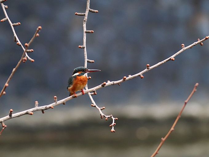 17040_0.jpg  : 47 KB