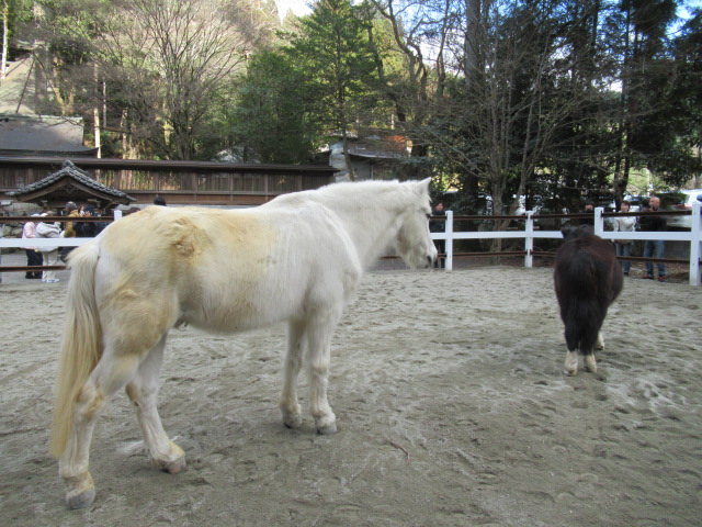 17048_1.jpg  : 173 KB