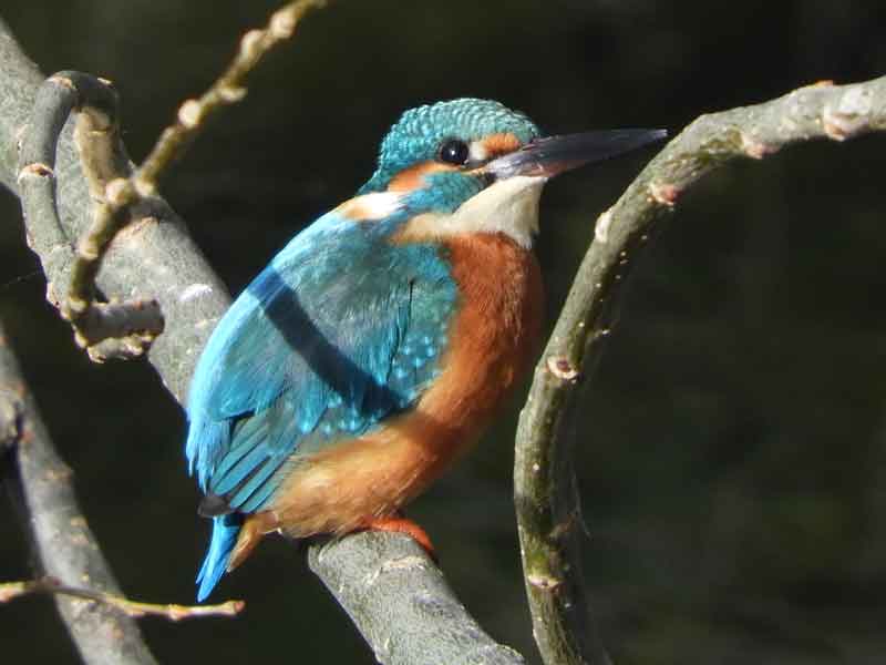 17052_1.jpg  : 24 KB