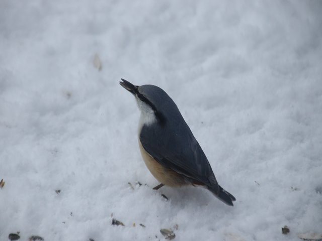 17063_1.jpg  : 47 KB