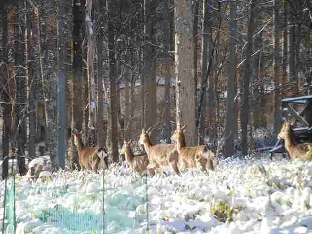 17065_1.jpg  : 57 KB