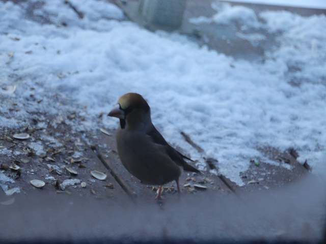 17066_1.jpg  : 52 KB