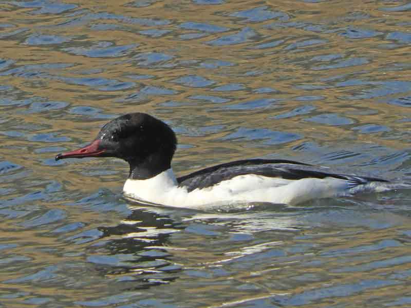 17067_1.jpg  : 34 KB