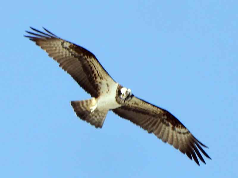 17067_2.jpg  : 12 KB