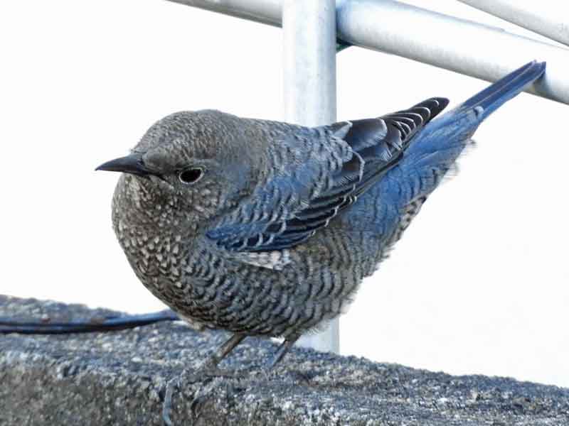 17067_3.jpg  : 29 KB