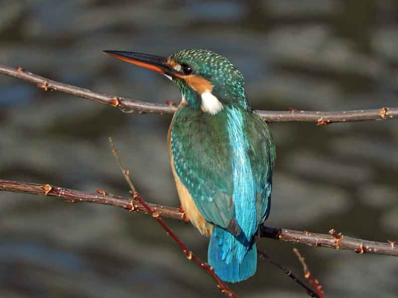 17072_1.jpg  : 22 KB