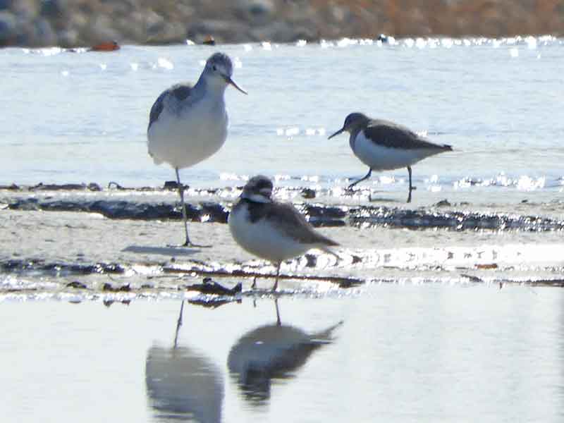 17072_2.jpg  : 26 KB