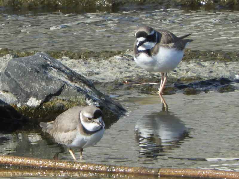 17072_3.jpg  : 39 KB