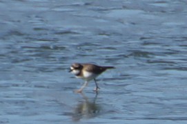 17074_0.jpg  : 13 KB