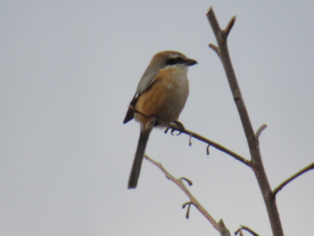 17077_1.jpg  : 83 KB