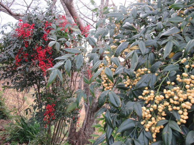 17078_1.jpg  : 217 KB