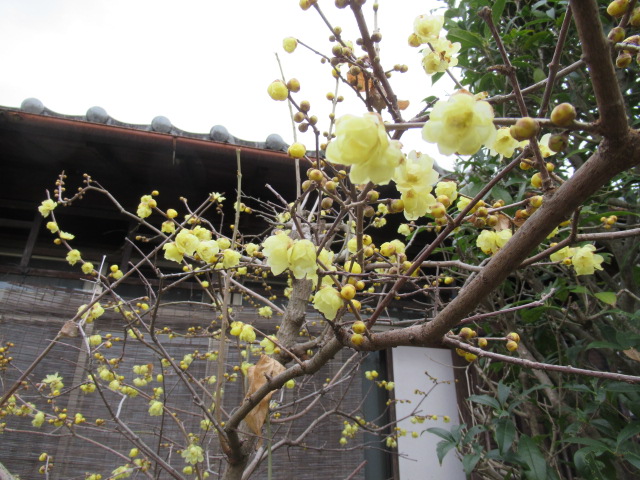 17079_1.jpg  : 168 KB