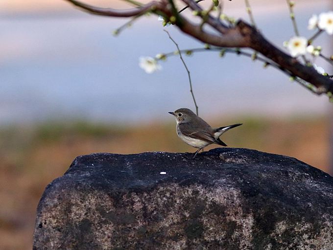 17086_1.jpg  : 66 KB