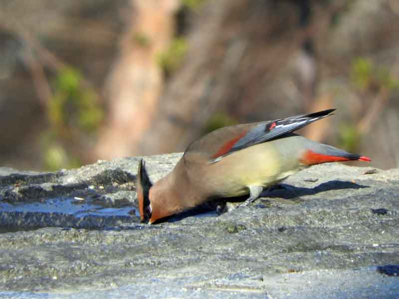 17088_2.jpg  : 27 KB