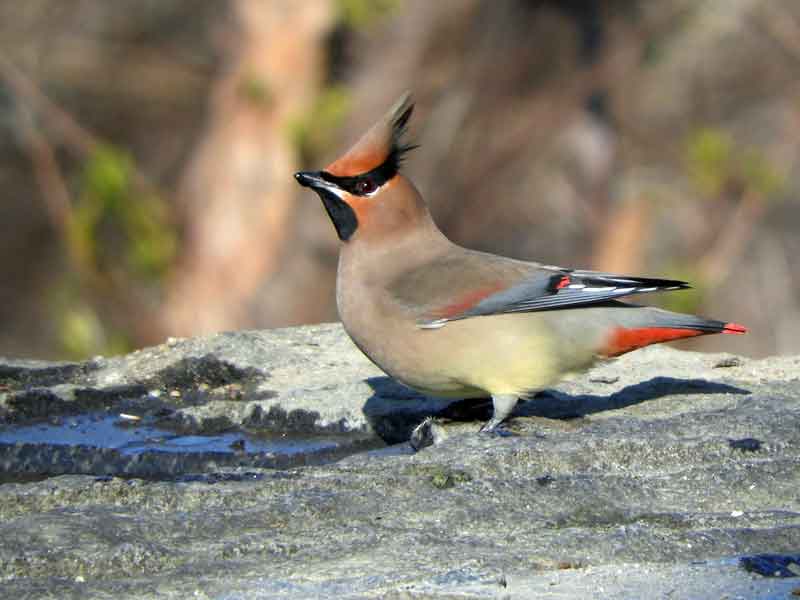 17088_3.jpg  : 30 KB