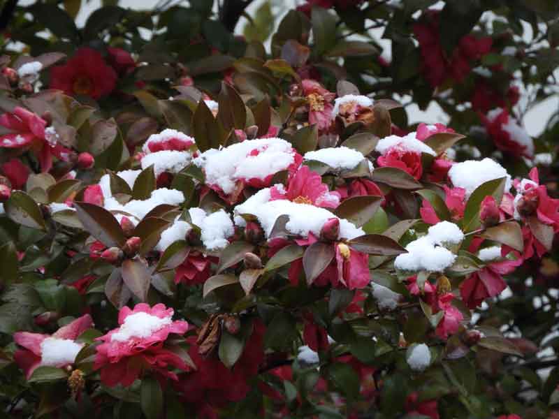 17090_0.jpg  : 37 KB