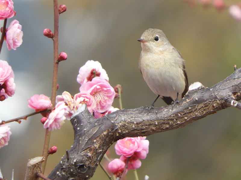 17090_2.jpg  : 24 KB