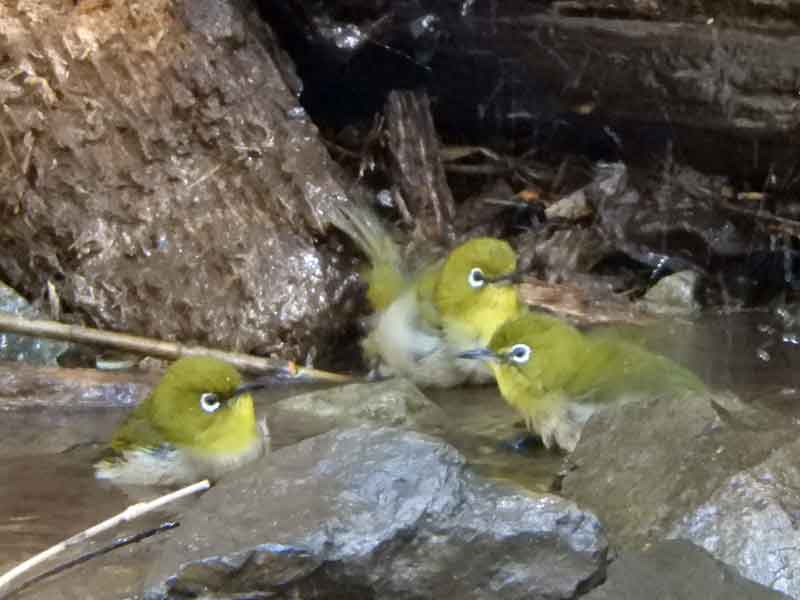 17092_1.jpg  : 31 KB