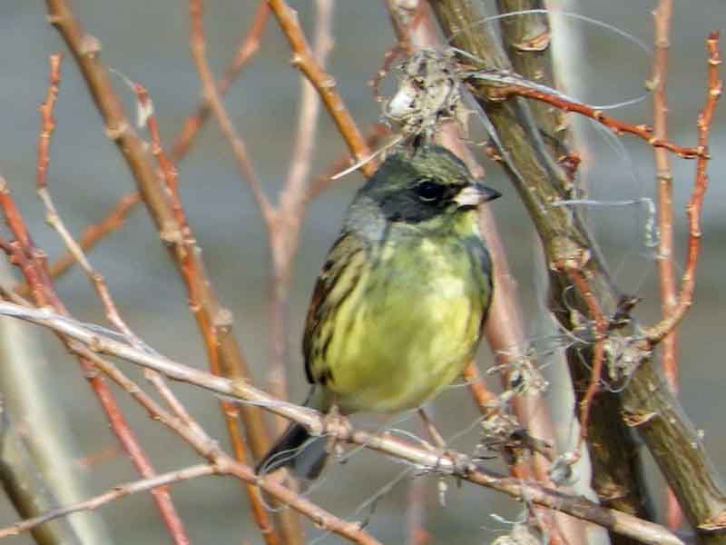 17095_1.jpg  : 28 KB