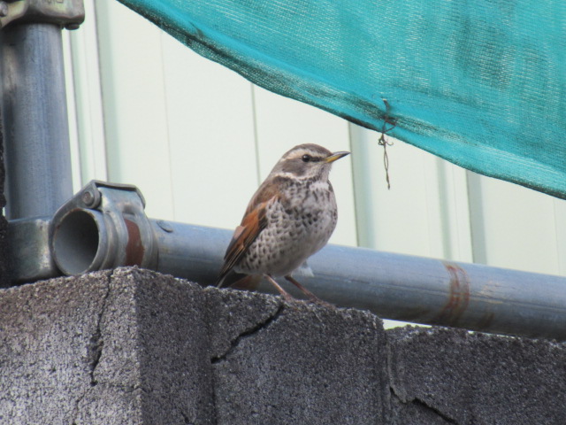 17101_2.jpg  : 139 KB