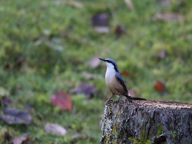 17103_1.jpg  : 40 KB