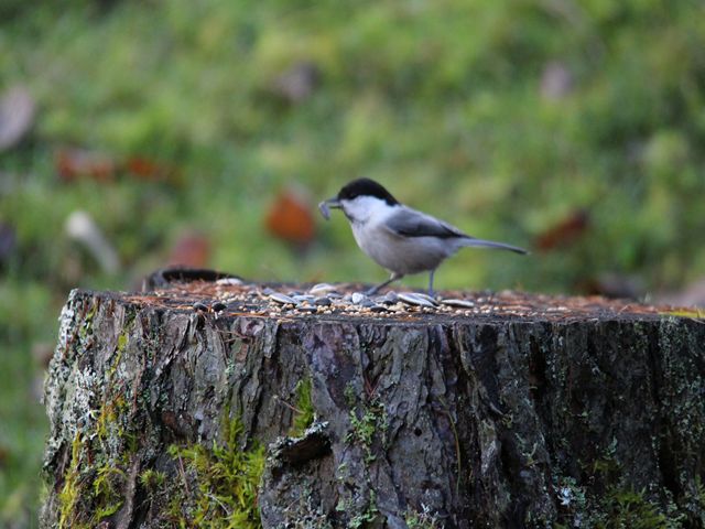 17108_0.jpg  : 57 KB