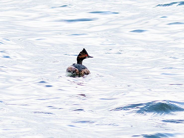 17111_0.jpg  : 79 KB