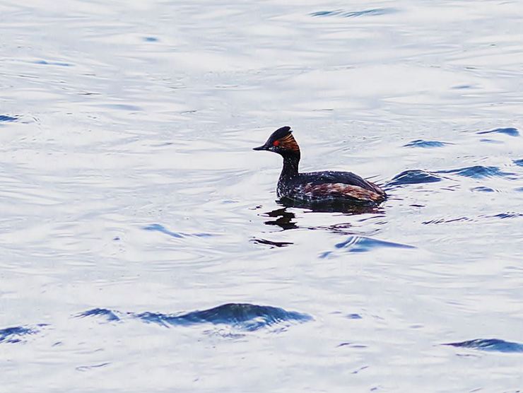 17111_1.jpg  : 65 KB