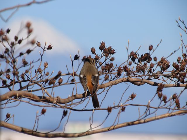 17113_1.jpg  : 49 KB